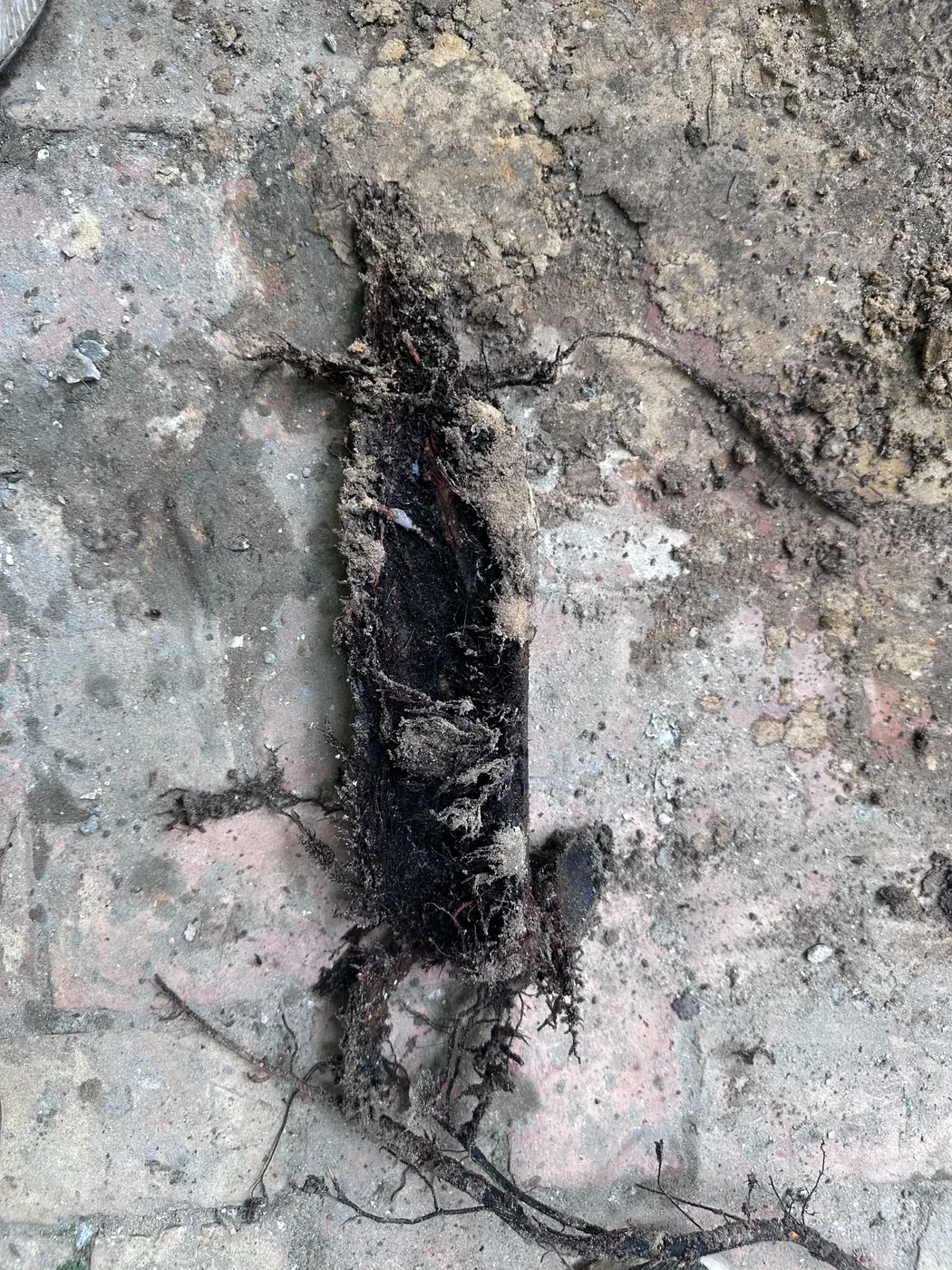 An old root-choked sewer line in the trench